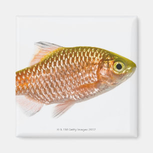 Rosy barb fish (Puntius conchonius) Magnet