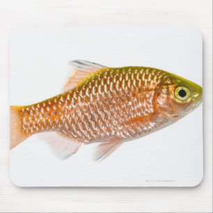 Rosy barb fish (Puntius conchonius) Mouse Pad