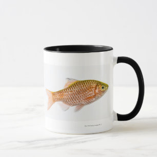 Rosy barb fish (Puntius conchonius) Mug