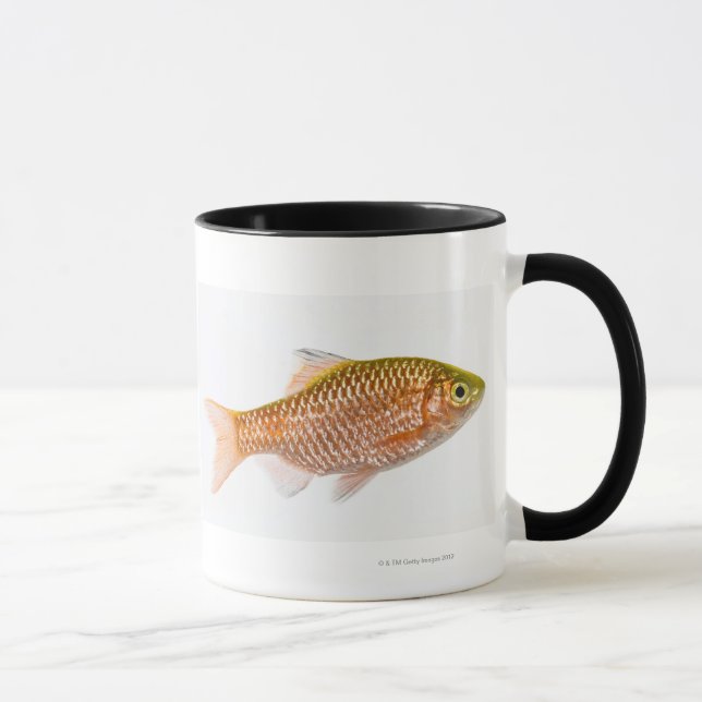 Rosy barb fish (Puntius conchonius) Mug (Right)