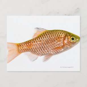 Rosy barb fish (Puntius conchonius) Postcard