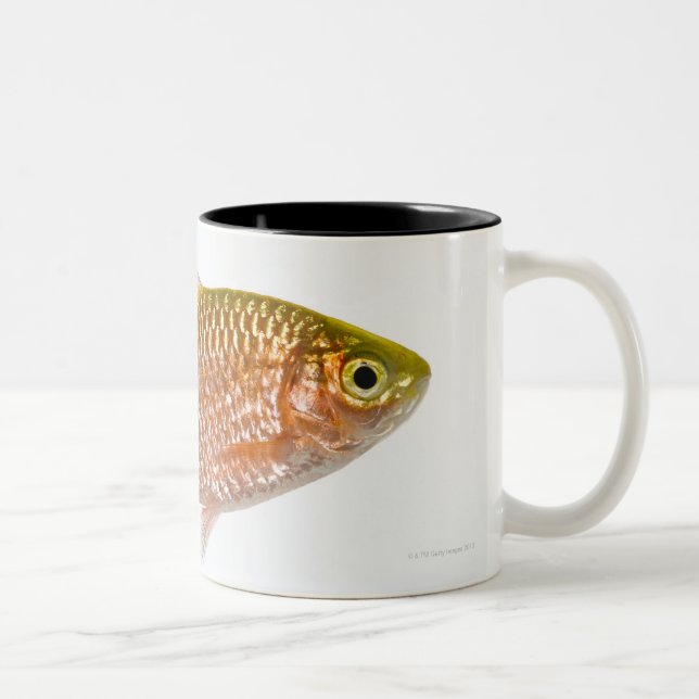 Rosy barb fish (Puntius conchonius) Two-Tone Coffee Mug (Right)