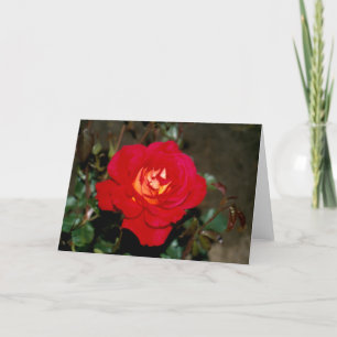 Rosy Cheeks hybrid tea rose Holiday Card