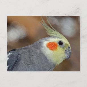 Rosy Cheeks Postcard