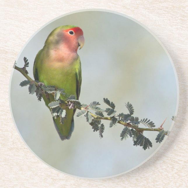 Rosy- faced love bird on a branch coaster (Front)