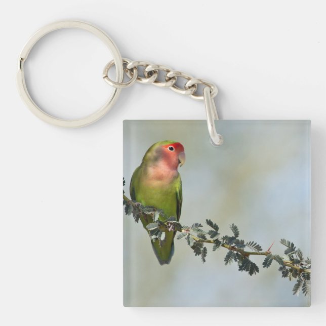 Rosy- faced love bird on a branch key ring (Front)