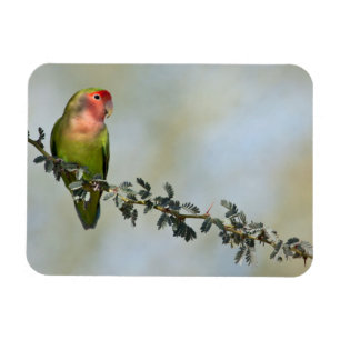 Rosy- faced love bird on a branch. magnet