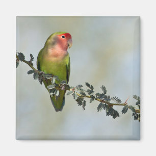 Rosy- faced love bird on a branch. magnet