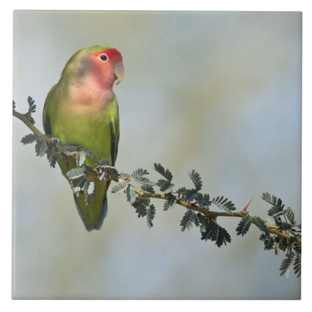 Rosy- faced love bird on a branch photo ceramic tile (Front)