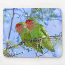 Rosy-faced Lovebird