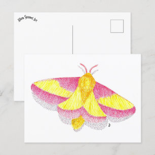 Rosy Maple Moth Postcard