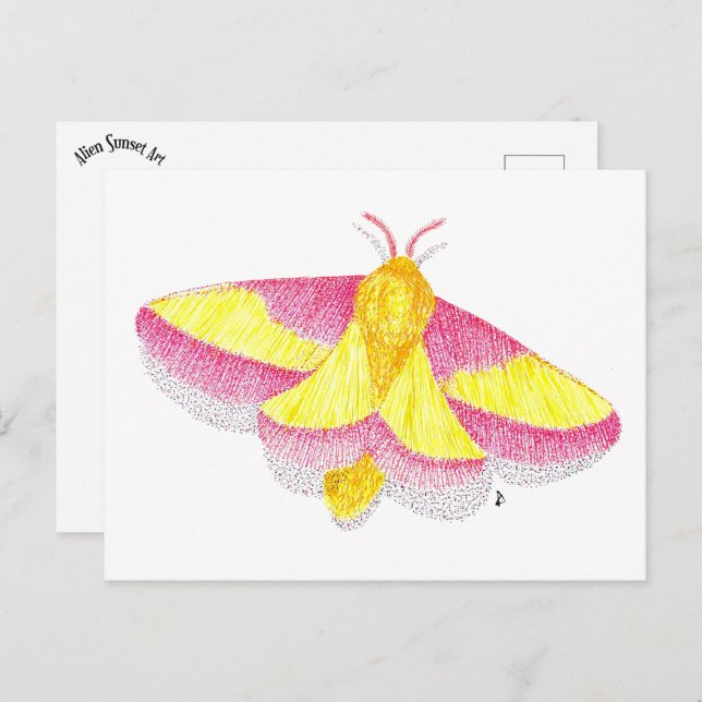 Rosy Maple Moth Postcard (Front/Back)