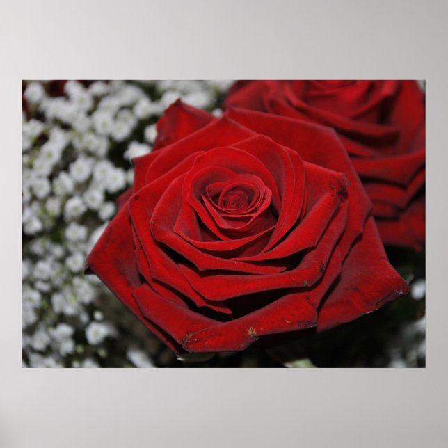 Rote Rose - Druck Poster (Front)