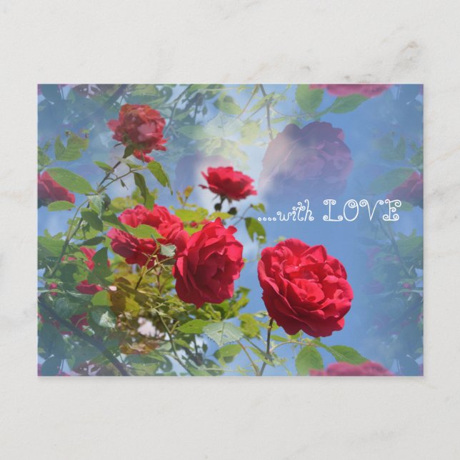 Rote Rosen  für Dich ... Postcard (Front)