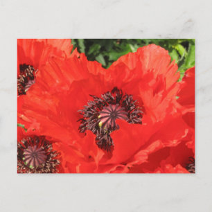 Roter Mohn Postcard