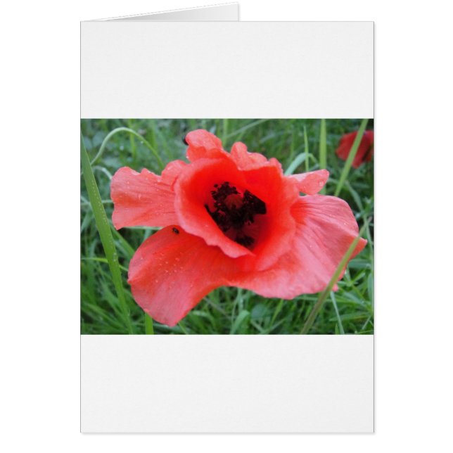 Roter Mohnblumenkelch (Front)