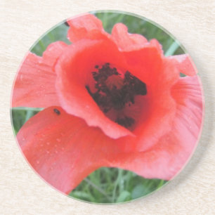 Roter Mohnblumenkelch Coaster