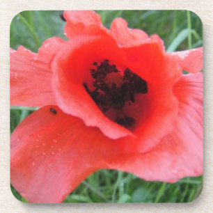 Roter Mohnblumenkelch Coaster