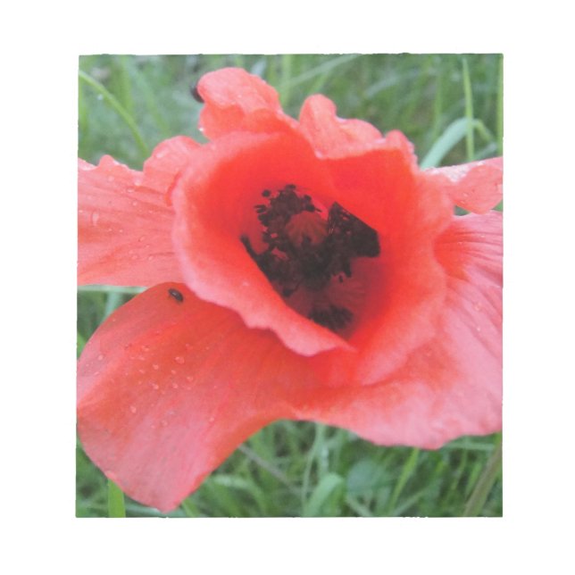 Roter Mohnblumenkelch Notepad (Front)