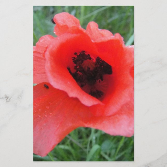 Roter Mohnblumenkelch Stationery (Front)