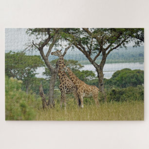 Rothschild-Giraffes Uganda. Jigsaw Puzzle