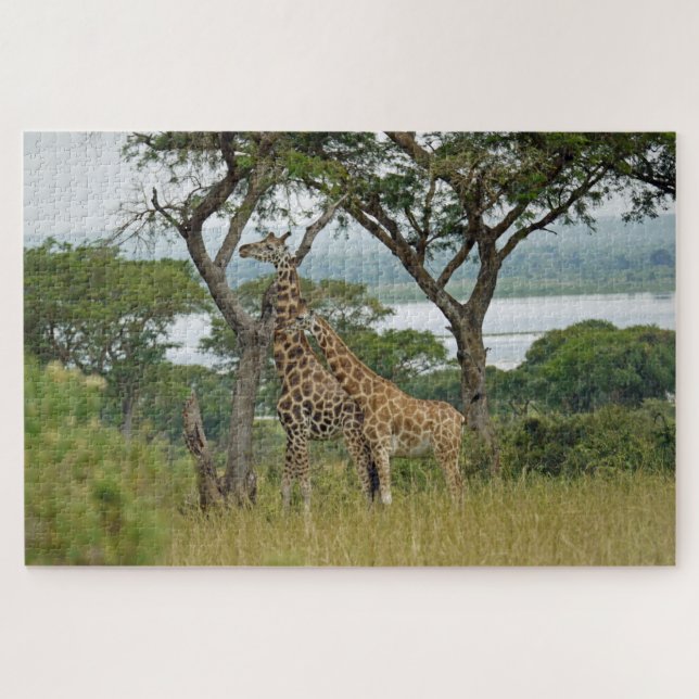 Rothschild-Giraffes Uganda. Jigsaw Puzzle (Horizontal)