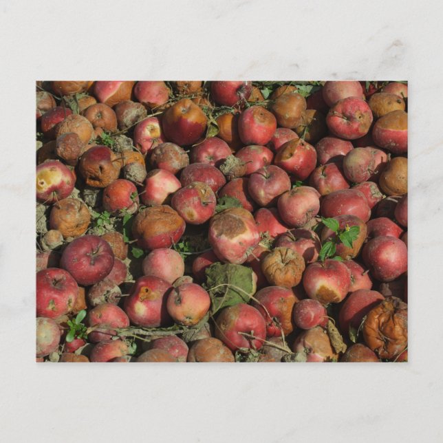 Rotten Apples Postcard (Front)