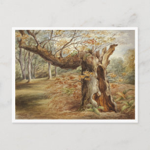 Rotting Tree by Elizabeth Murray Postcard