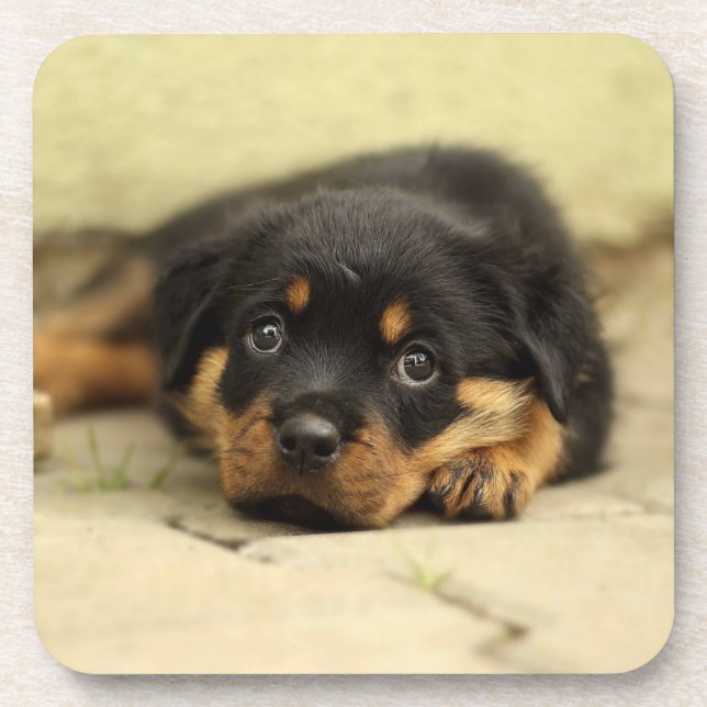 Rottweiler20150901 Coaster (Front)