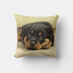 Rottweiler20150901 Cushion