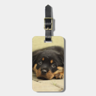 Rottweiler20150901 Luggage Tag