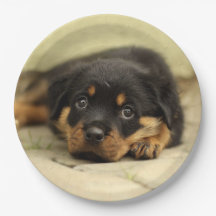 Rottweiler20150901