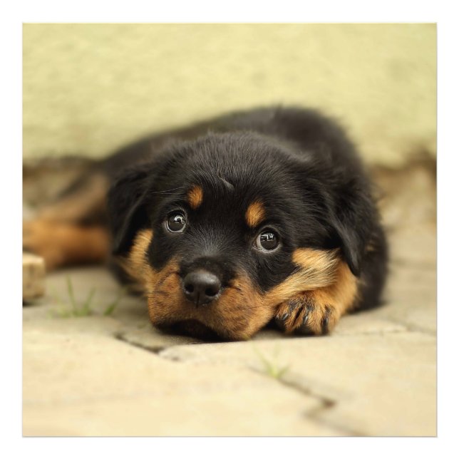 Rottweiler20150901 Photo Print (Front)