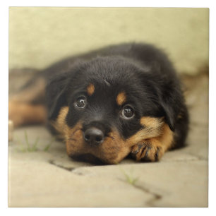 Rottweiler20150901 Tile