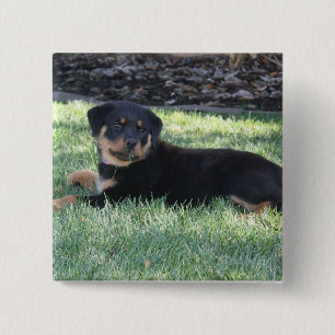 rottweiler 15 cm square badge
