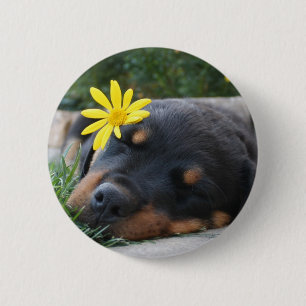 Rottweiler 6 Cm Round Badge