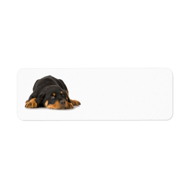 Rottweiler Address Label Return Address Label (Front)