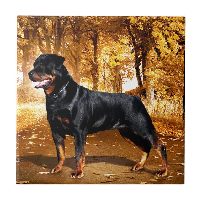 Rottweiler Ceramic Tile (Front)