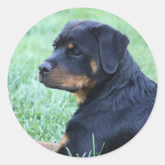 Rottweiler Classic Round Sticker (Front)