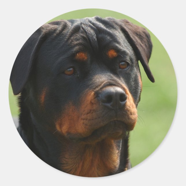 Rottweiler Classic Round Sticker (Front)