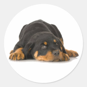 Rottweiler Classic Round Sticker