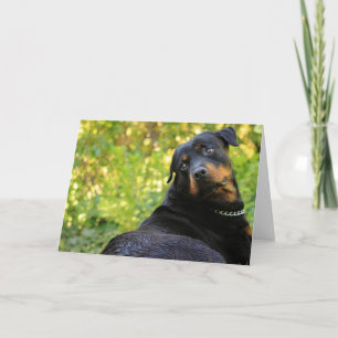 rottweiler cute card