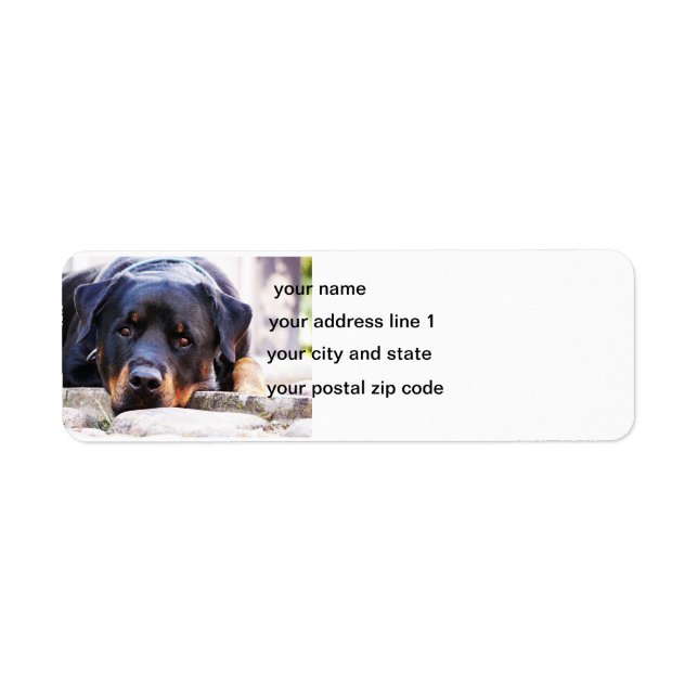 rottweiler cute new return address label (Front)