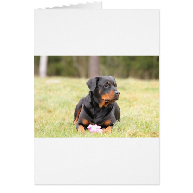 Rottweiler Dog (Front)