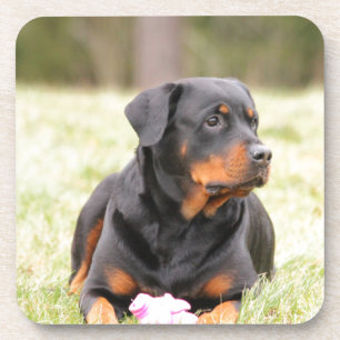 Rottweiler Dog Coaster