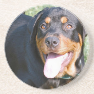 Rottweiler Dog Coasters