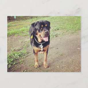 rottweiler-full postcard