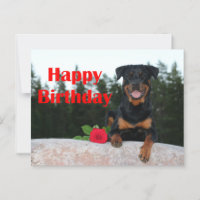 rottweiler happy birthday