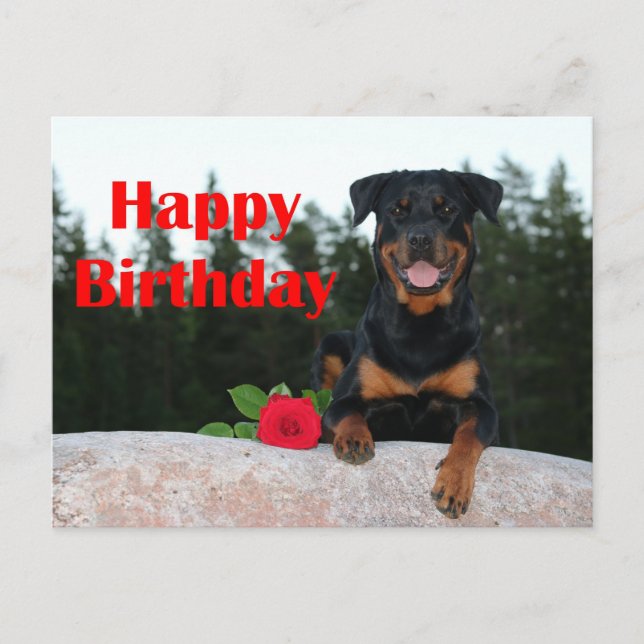 rottweiler happy birthday postcard (Front)