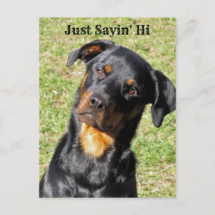 Rottweiler Just Sayin' Hi Postcard